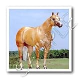 Palomino Quarter Horse - 8x8 Iron On Heat Transfer For White Material