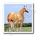 Horse - Palomino Quarter Horse - Iron on Heat Transfers