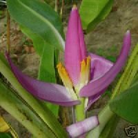 Ornimentle Banana - 5 Seeds - MUSA ornata