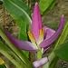 Ornimentle Banana - 5 Seeds - MUSA ornata