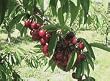 Bing Cherry Tree Five Gallon
