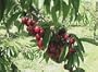 Bing Cherry Tree Five Gallon