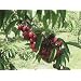 Bing Cherry Tree Five Gallon