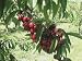 Bing Cherry Tree Five Gallon