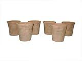 Greenhouse Collection Small Hot House Pots (Set of 6)