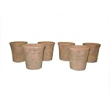 Greenhouse Collection Small Hot House Pots (Set of 6) by 