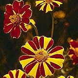 Organic Pinwheel Marigold - 100 Seeds - Heirloom
