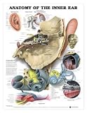Anatomy of the Inner Ear Anatomical Chart