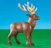 Elk