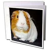 Guinea Pig - Guinea Pig - Greeting Cards-12 Greeting Cards with envelopes