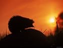 Hedgehog (Erinaceus Europaeus) Silhouette at Sunset, Poland, Europe Photographic Poster Print by Artur Tabor, 16x12