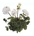 Allstate FBG173-WH 15 in. White Geranium Bush X5- Case of 12