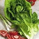 SUTTONS SEEDS: Lettuce Little Gem: 900 Seeds (900 seeds)