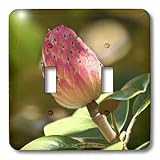 Lee Hiller Photography Hot Springs National Park Flowers - Southern Magnolia Blushing Seed Pod - Light Switch Covers - double toggle switch