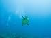 Diving Las Tortugas with Hawksbill Turtle, Mexico Photographic Poster Print by Michae...