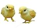 Accent Design Floral and Garden Accents Barnyard Bird Chick 2 1/2 Yellow