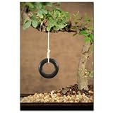 Joebonsai Bonsai Tree Tire Swing!