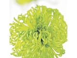 Kitchen & Housewares : Greeting Card Midi - Chrysanthemum