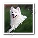 Dogs American Eskimo - American Eskimo - Iron on Heat Transfers