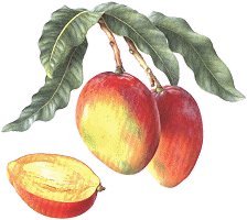 mango flavor powder