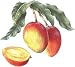 mango flavor powder - 2.8 oz