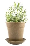Heirloom Lavender Rice Hull Nurseryman's Pot Garden Kit