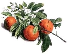 orange flavor powder - 2.8 oz