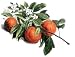 orange essential oil