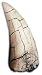 T-Rex Tooth Replica