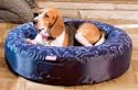 Dog Round Air Nest Blue - Medium