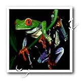 Frog - 6x6 Iron On Heat Transfer For White Material