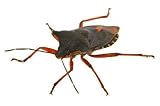 Bug on White - 18