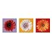 Professionally Framed Muticolored Daisies (Flowers) Art Print Poster - 12x36 with RichAndFramous Black Wood Frame