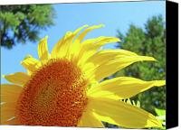 SUNFLOWER Sunlit Art Print Canvas Sun Flowers Baslee Troutman Canvas Print / Canvas Art - Artist ...
