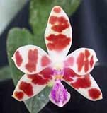 Phalaenopsis bastianii 12.95S