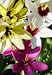 Ixia Mixed (10 Bulbs)
