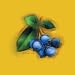 Blueberries by Anthony Morrow. Size 7.37 inches width by 8.40 inches height. High Quality Art Poster Print