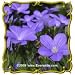 Blue Flax (Linum perrene) Jumbo Wildflower Seed Packet (2000)