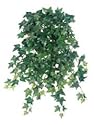 22.5 Inch Medium Sage Ivy Hanging Bush x15 w/248 Lvs. Two Tone Green
