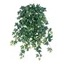 22.5 Inch Medium Sage Ivy Hanging Bush x15 w/248 Lvs. Two Tone Green