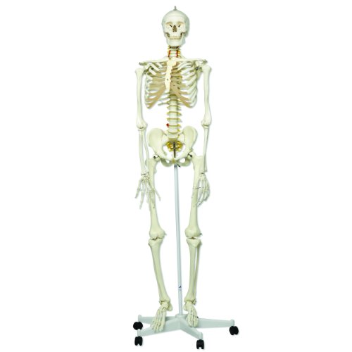 3B Scientific A15/2 Plastic Flexible Human Skeleton Model "Fred", Flexible, Foot And Hand Loosely Mounted, 66.9" Height On Sale