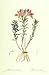 Alstoemeria, Lily of the Incas by Pierre-Joseph Redoute. Size 9.62 inches width by 17...