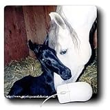Horse - Andalusian Mare and Foal - Mouse Pads