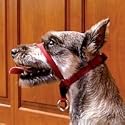 Premier Gentle Leader Head Collar Red, Small