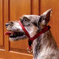 Headcollar - Red - For Dogs up to 25 lb.