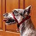 Headcollar - Red - For Dogs up to 25 lb.