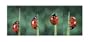 Ladybird, Ladybug Art Poster Print by Nuridsany & Perennou, 19.75x9.5