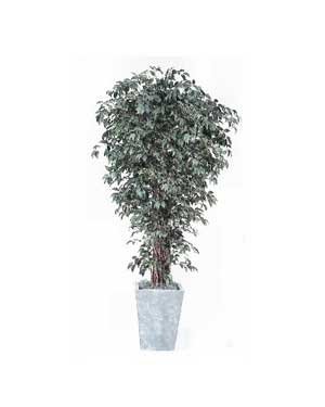 Silk Trees, Ficus Liana – 7 Ft.