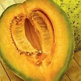 Organic Crenshaw Casaba Melon - 35 Seeds - B001I4BHTU