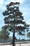 Pinus sylvestris: Scots Pine Seeds